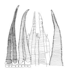 Calyptrochaeta cristata, peristome detail. Drawn from V.D. Zotov s.n., 27 Aug. 1933, CHR 6867.
 Image: R.C. Wagstaff © Landcare Research 2017 